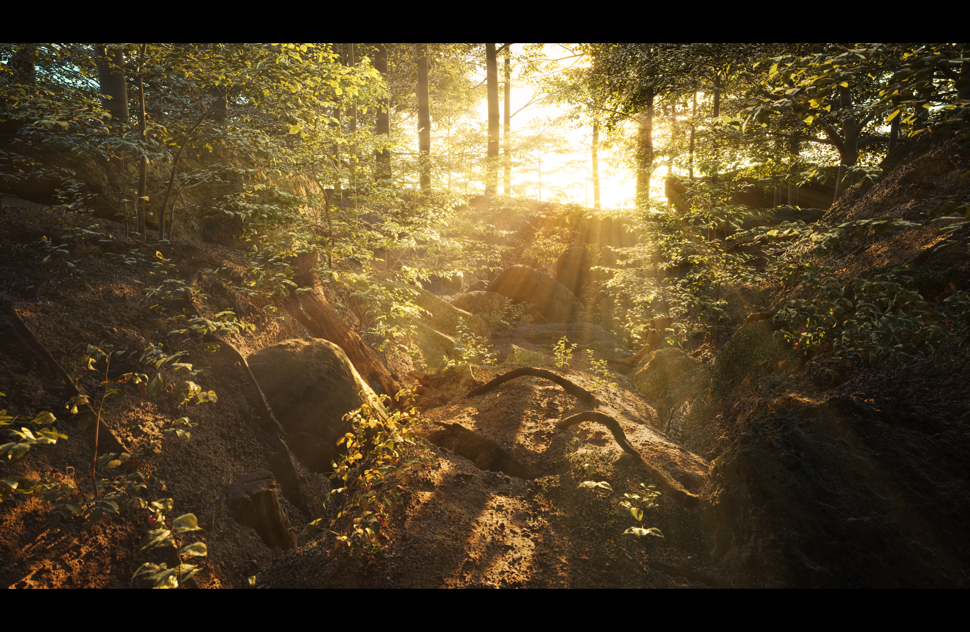 Forest_View_2