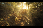 Forest_View_2