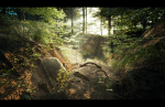 Forest_View_3